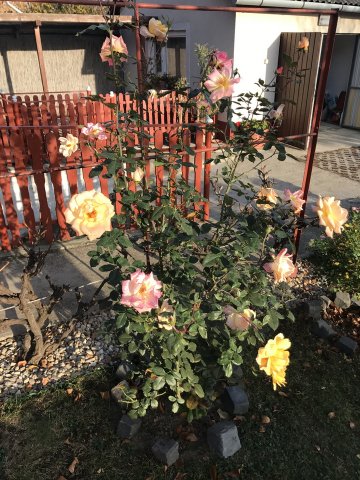 Gombos Józsefné kertje 04